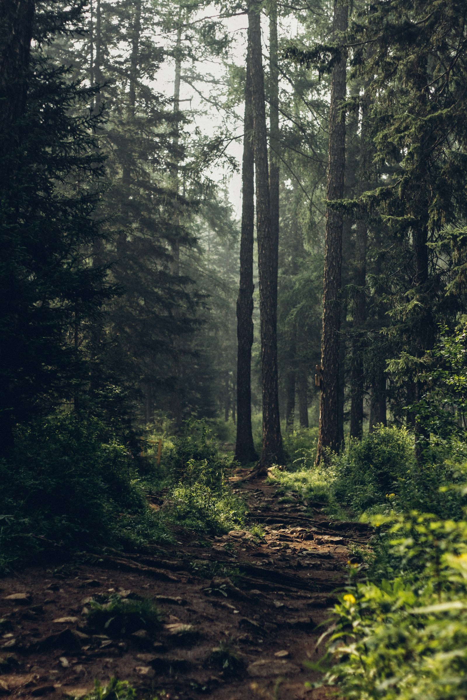 Forest path leading forward through tall trees